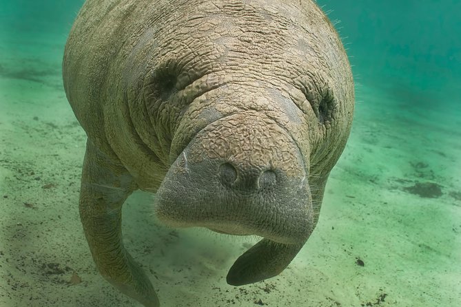 Manatee Sightseeing and Wildlife Boat Tour